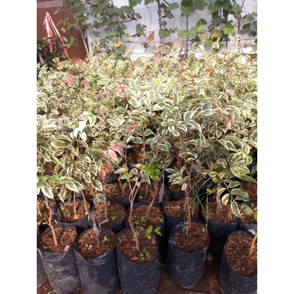 NEW ANGGUR BRAZIL CORONATA VARIGATA