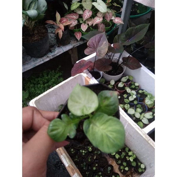 Caladium/Keladi White Cobra