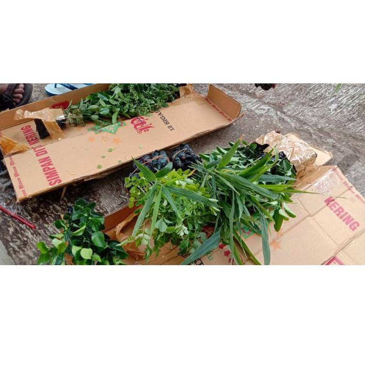 

(Terkini) ☆ BIBIT STEVIA (PENGANTI GULA) V-7