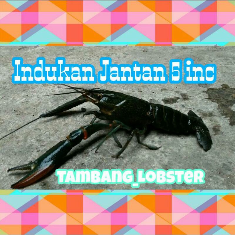 

IndukanLobster Air Tawar (Jantan)5-6inc