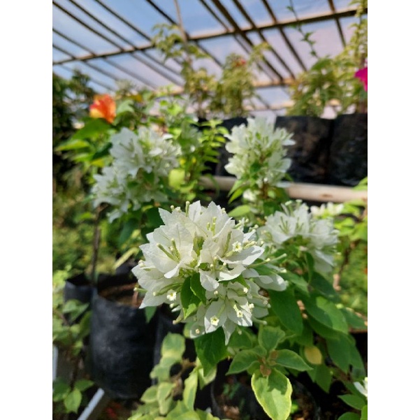 Tanaman hias bunga bougenville singapur Putih bibit ori / bogenvil sj putih  / bugenvil sj putih / s