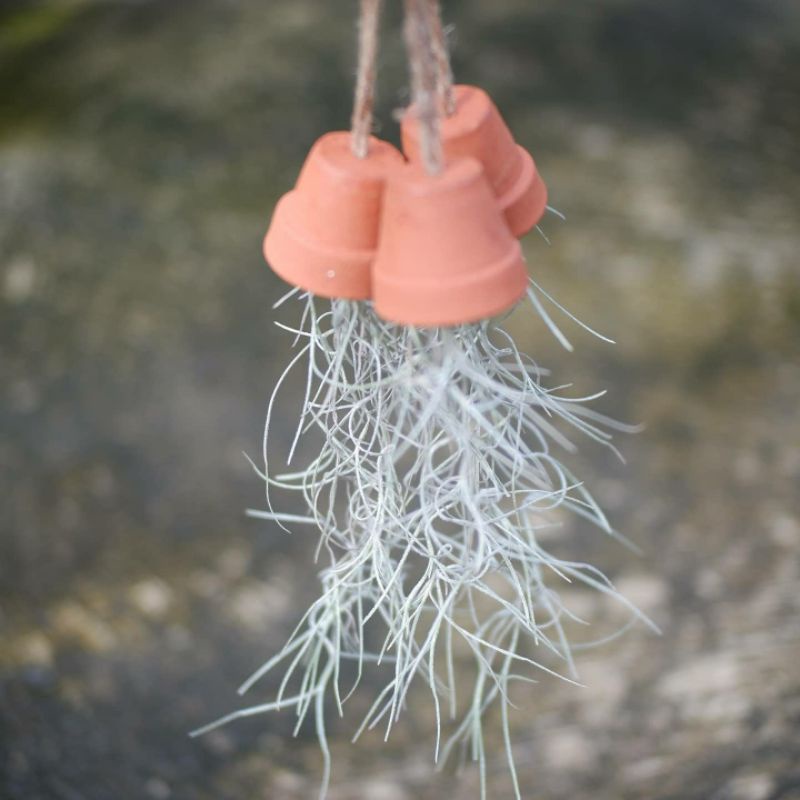 Tanaman Hias Udara | Tillandsia Usneioides | Spanish Moss | Jenggot Musa / Nabi Terakota Mini 3cm