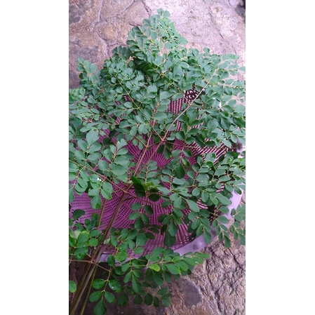 

daun kelor fres petik dari pohon