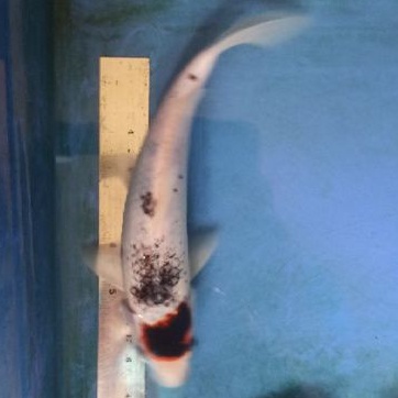 Ikan koi Goromo cantik, aseli blitar bergaransi