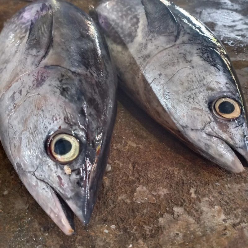 

ikan tuna fresh