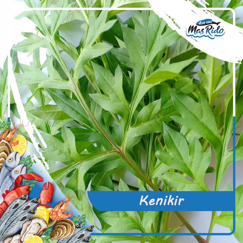 

Sayur Kenikir Segar Fresh 1 Ikat Kwalitas Super Harga Murah