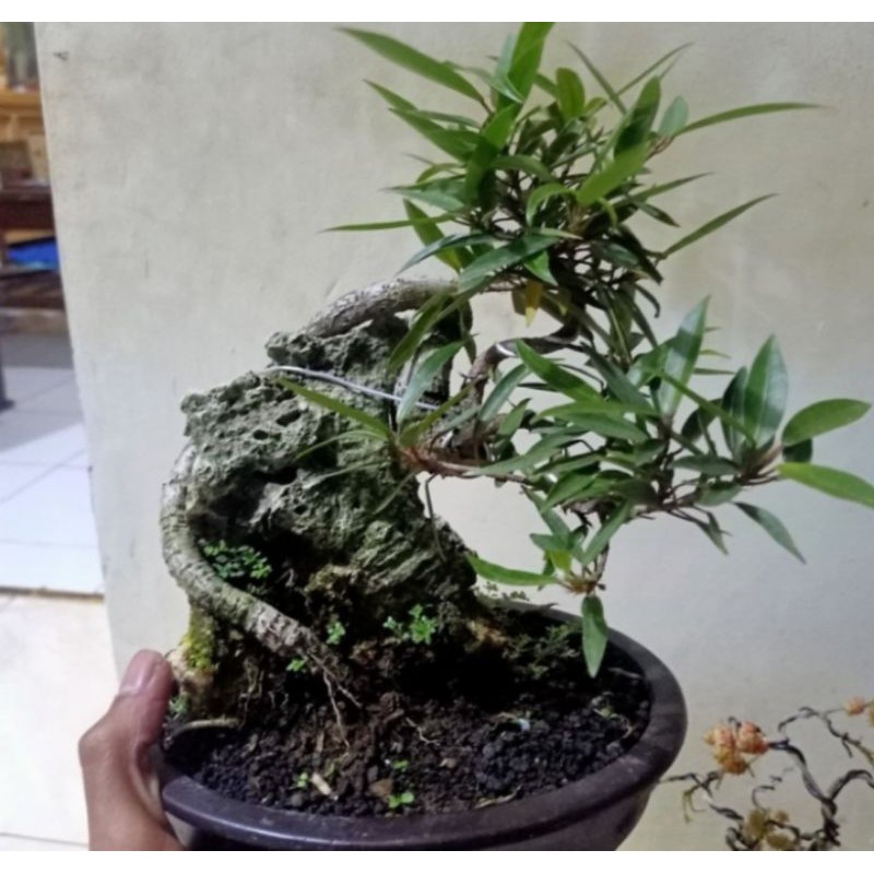 bonsai bringin ficus California tanaman hias pohon bonsai