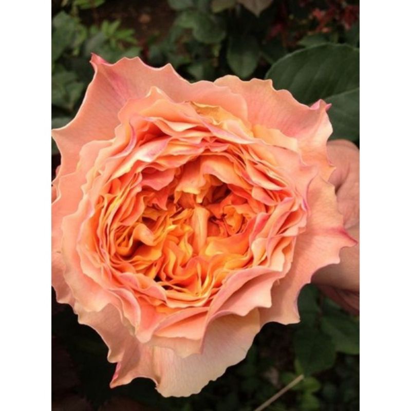 Tanaman Hidup Bunga Mawar Import CARALUNA ukuran Dewasa-MAWAR