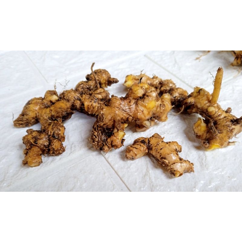 

lempuyang segar lengkap dengan daun