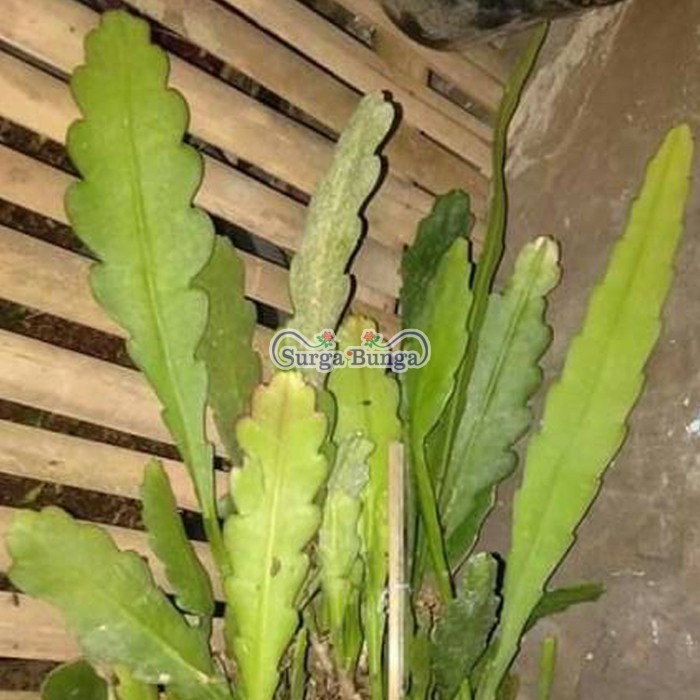 wijaya kusuma incredibles Epiphyllum Bibit Dewasa Bunga wangi tanaman hias BERGARANSI