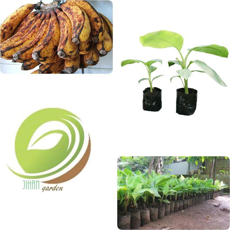Bibit Tanaman Bibit Tanaman Pisang Barangan-Pohon Buah Pisang Barangan Dm+