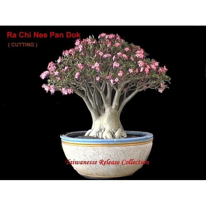 Benih / BIbit / Seed RCN Adenium Arabicum Rachinee