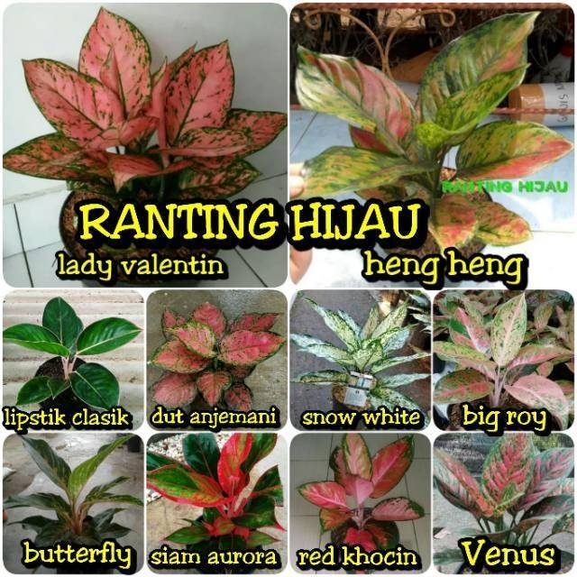 Paket 10 bunga aglonema lady valentine,Dut anjemani anjamani, Heng Heng,lipstik clasik,big Roy