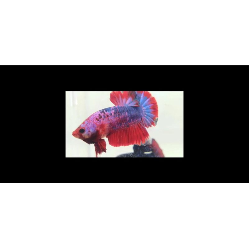 REAL PICT & VIDEO BETTA CUPANG PLAKAT KOI CANDY NEMO MULTICOLOUR FANCY JANTAN