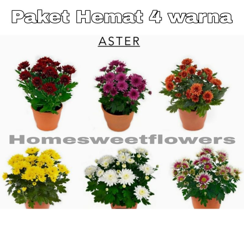 PAKET HEMAT 4 WARNA RANDOM TANAMAN KRISAN ASTER (COD)