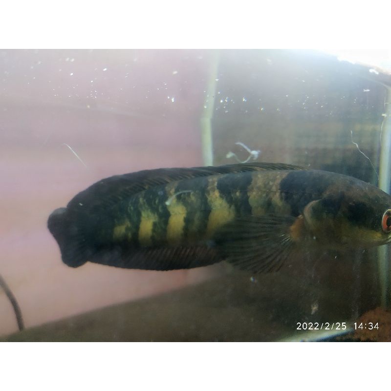 

channa maru red 15.25cm