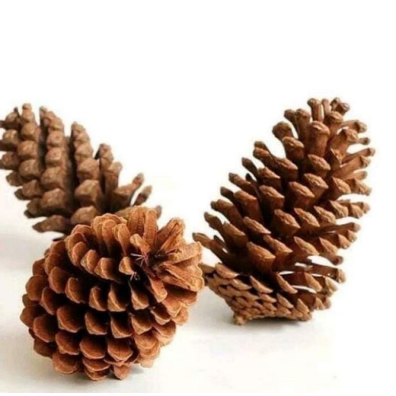 BIJI PINUS / BUNGA PINUS/ PINUS