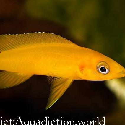 

Neolamprologus Leleupi