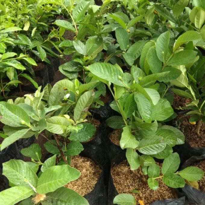 Pohon Jambu Kristal Sudah Berbuah Bibit Pohon Buah Jambu Kristal