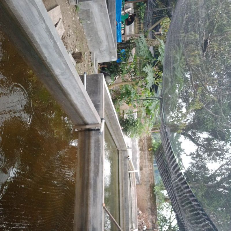 Bibit Unggul Ikan Lele Sangkuriang