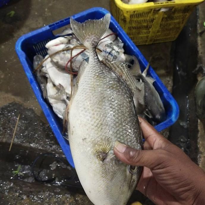 

[COD] Ikan Ayam ayam 1000gram [COD]