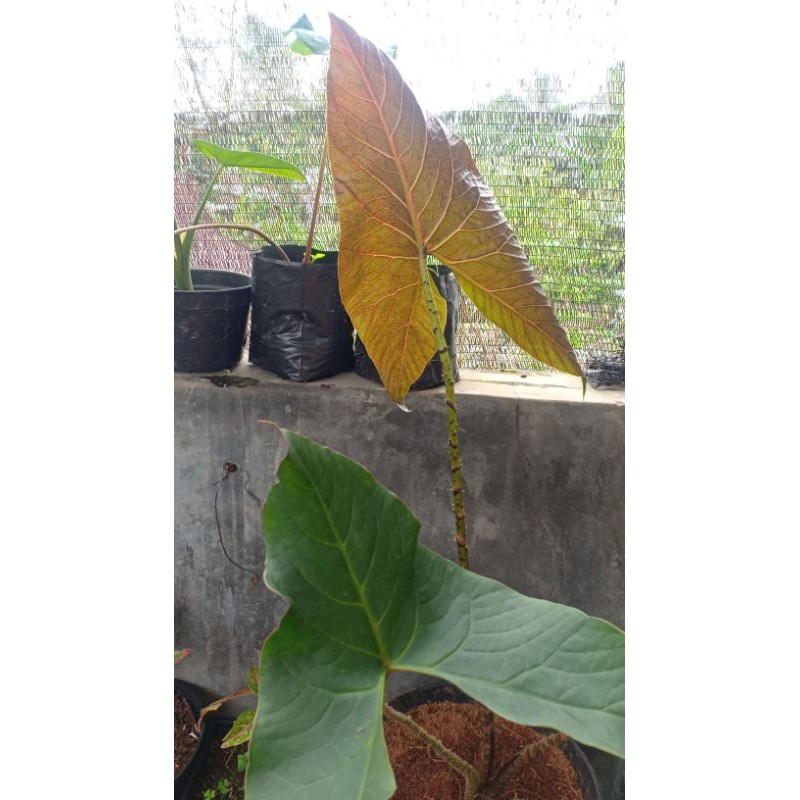 Alocasia Black Jack,alocasia papua