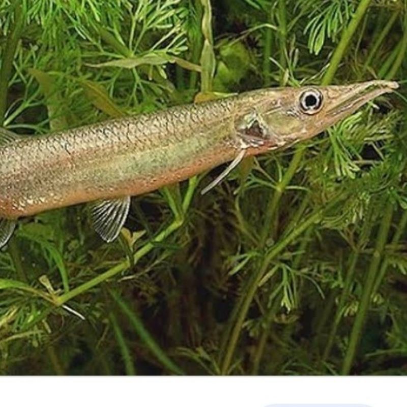 hujeta gar