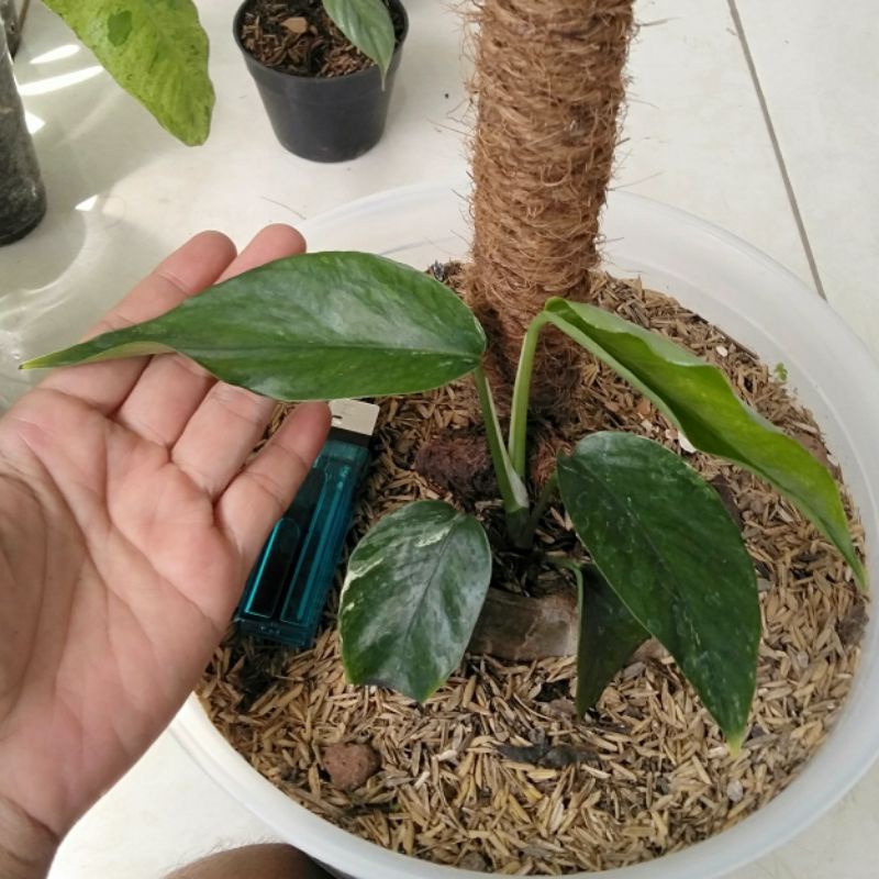 Epipremnum sp Bali Hanoman
