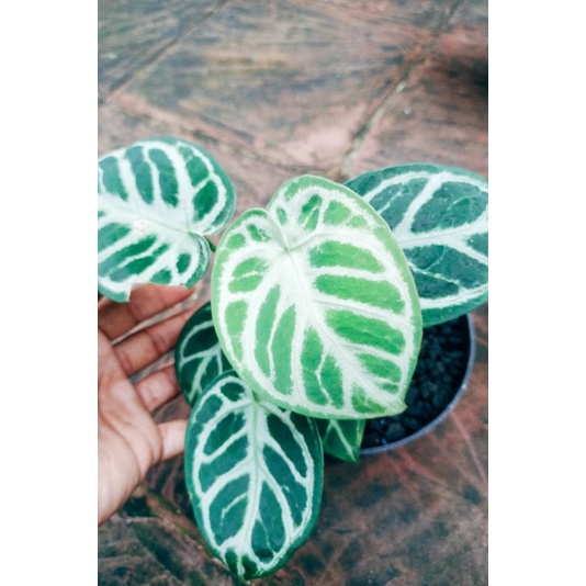 Anthurium kuping gajah silver blush