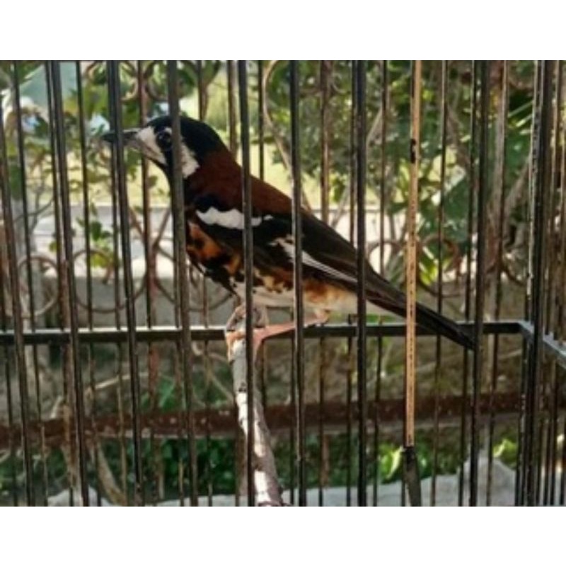 anis macan pilihan rawatan