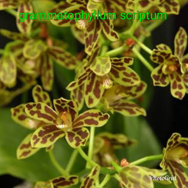 anggrek GRAMMA GRAMA grammatophyllum scriptum dewasa DEWASA