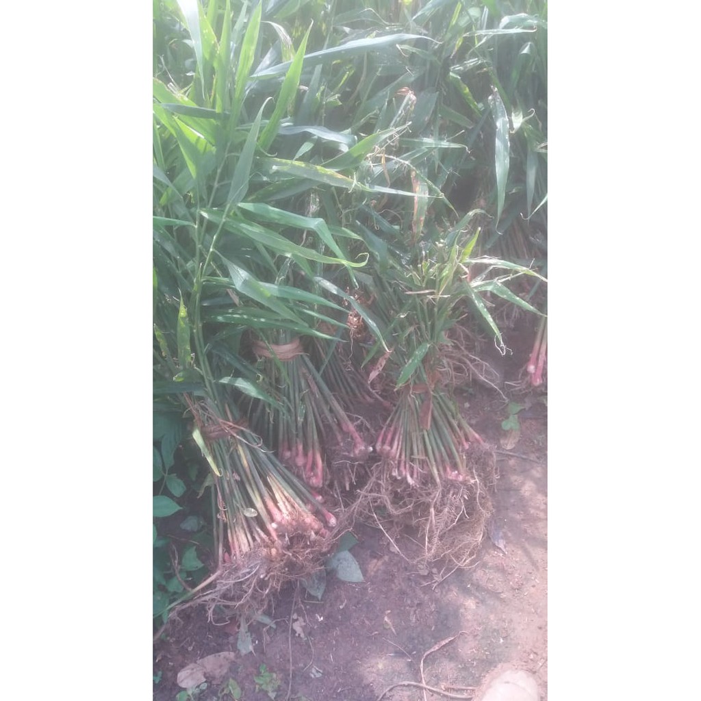 Bibit Jahe Merah-Siap Tanam