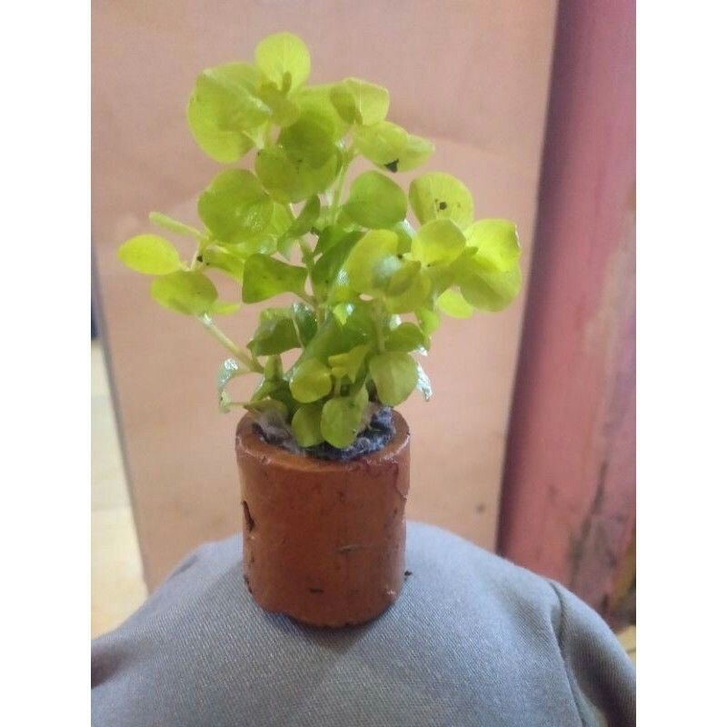 lismesia gold tanaman pot aquascape