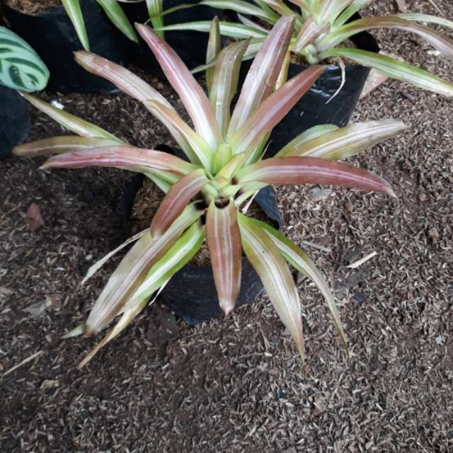 Tanaman hias bromel tricolor pohon bromelia