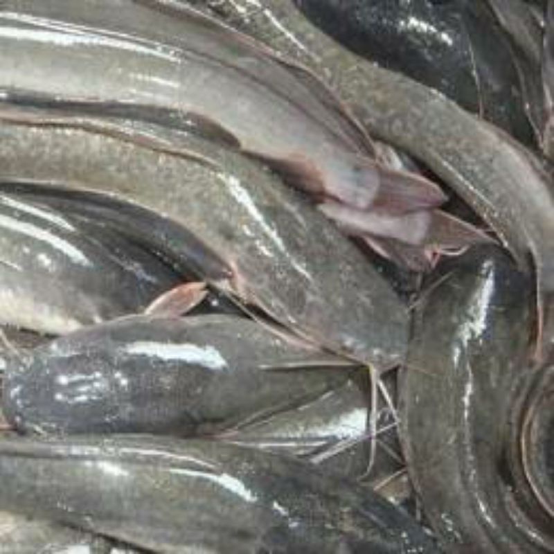 

Ikan Lele 1kg