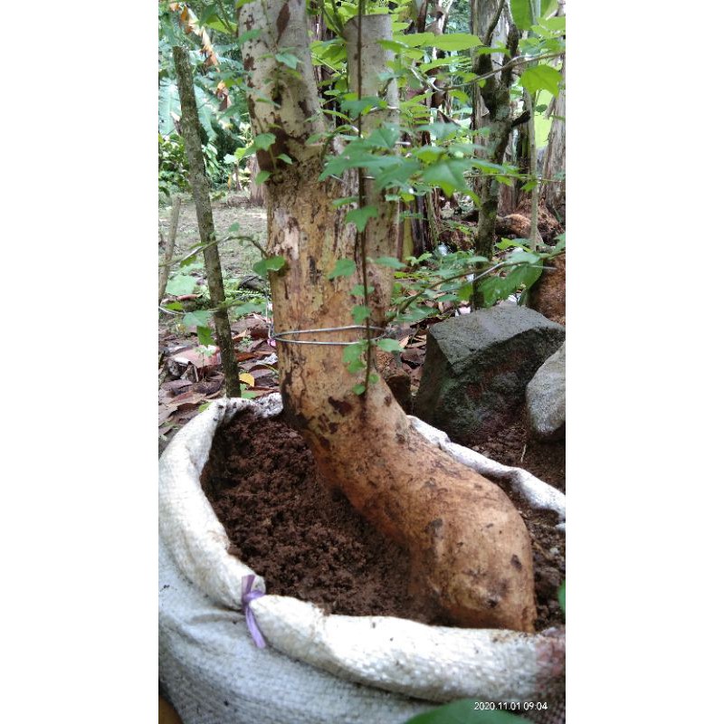 Bonggolan bonsai Wareng Bintang