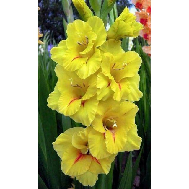 Umbi Bibit Bunga Gladiol Very Beatiful Sudah Bertunas Tinggal Tanam Shopee Indonesia
