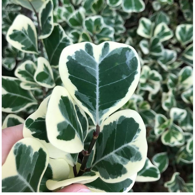 TANAMAN HIAS FICUS TRIANGULARIS VARIGATA/BERINGIN KUPU/BIBIT Tanaman Hias Ficus Triangularis