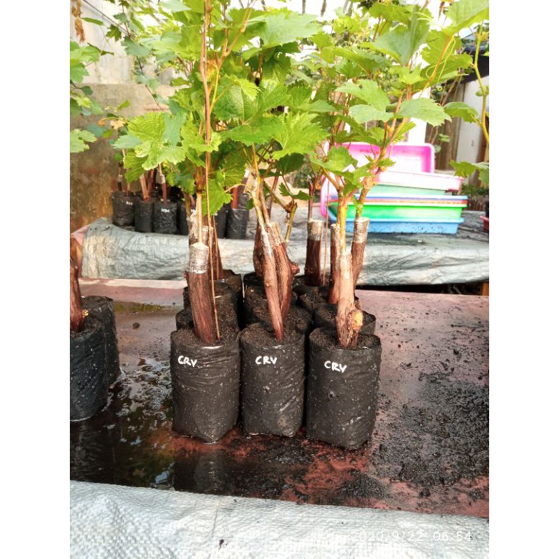 bibit anggur import carnival