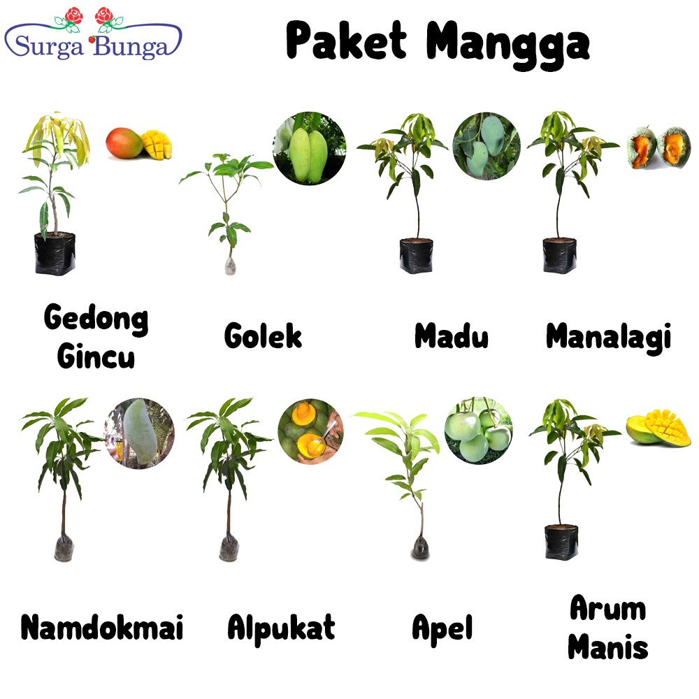 Paket Tanaman Buah Mangga 8 Jenis bibit