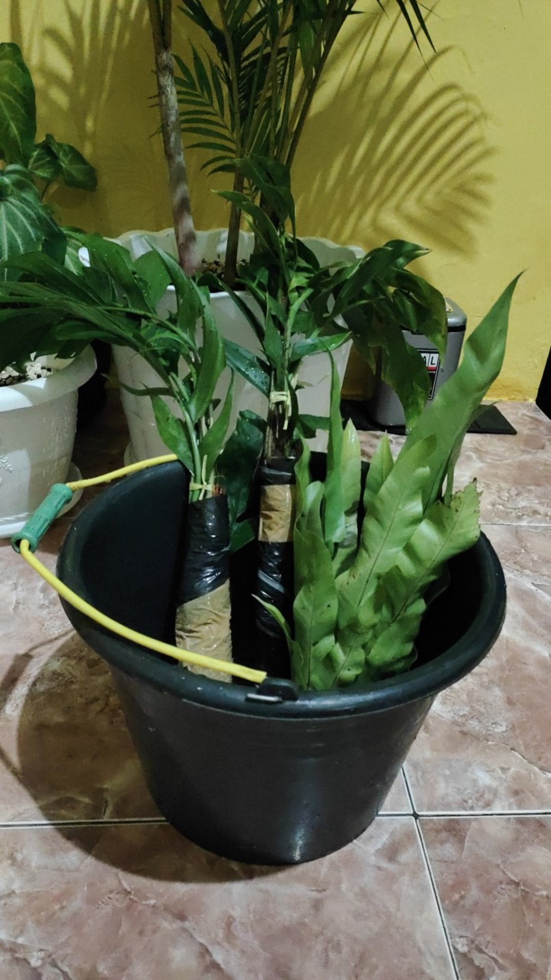 Tanaman Hias Indoor Mostera Epipremnum Pinatum/ekor Naga