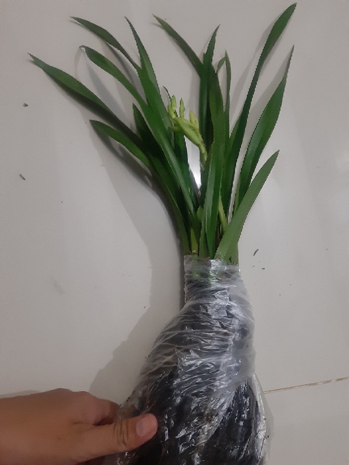 Anggrek Cymbidium Golden Boy