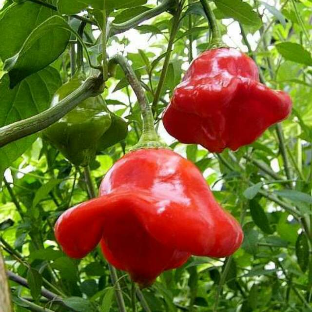 Benih Biji Cabe Hias Bishop Crown isi 10 Biji