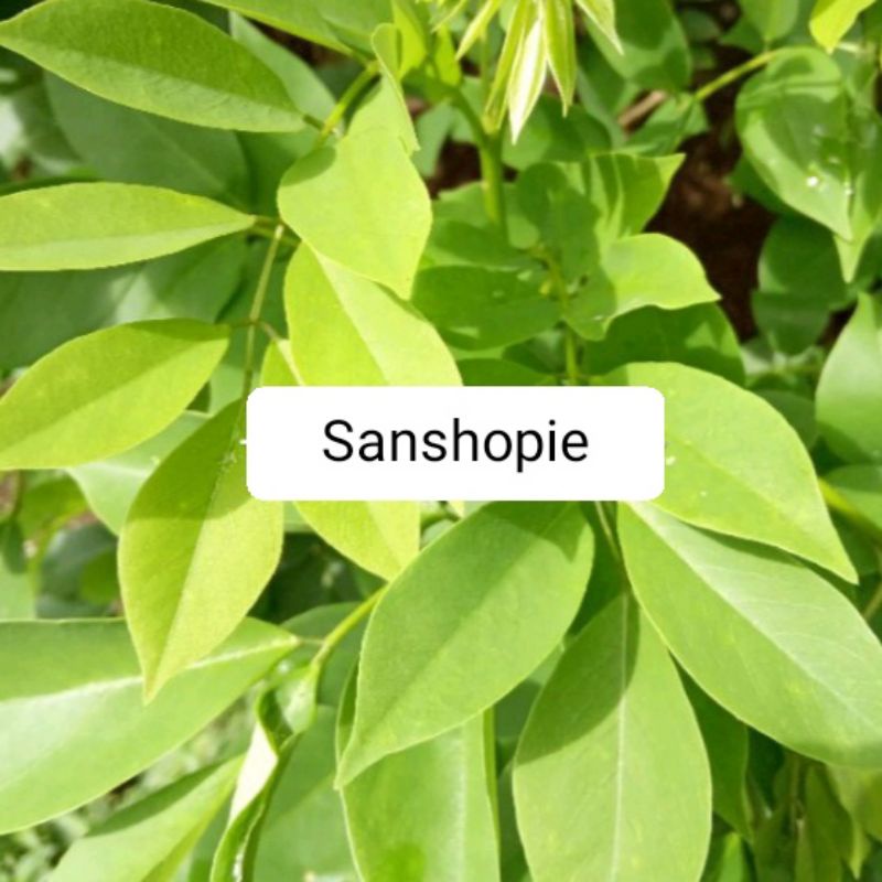 

Daun gamal atau cangkang segar 1 kg