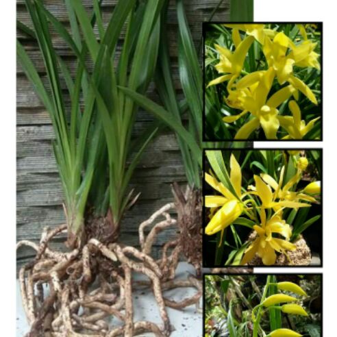 Anggrek tanah golden boy