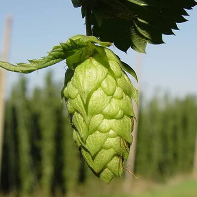 

Ready stock] Imatton hops pellet home brew beer citra