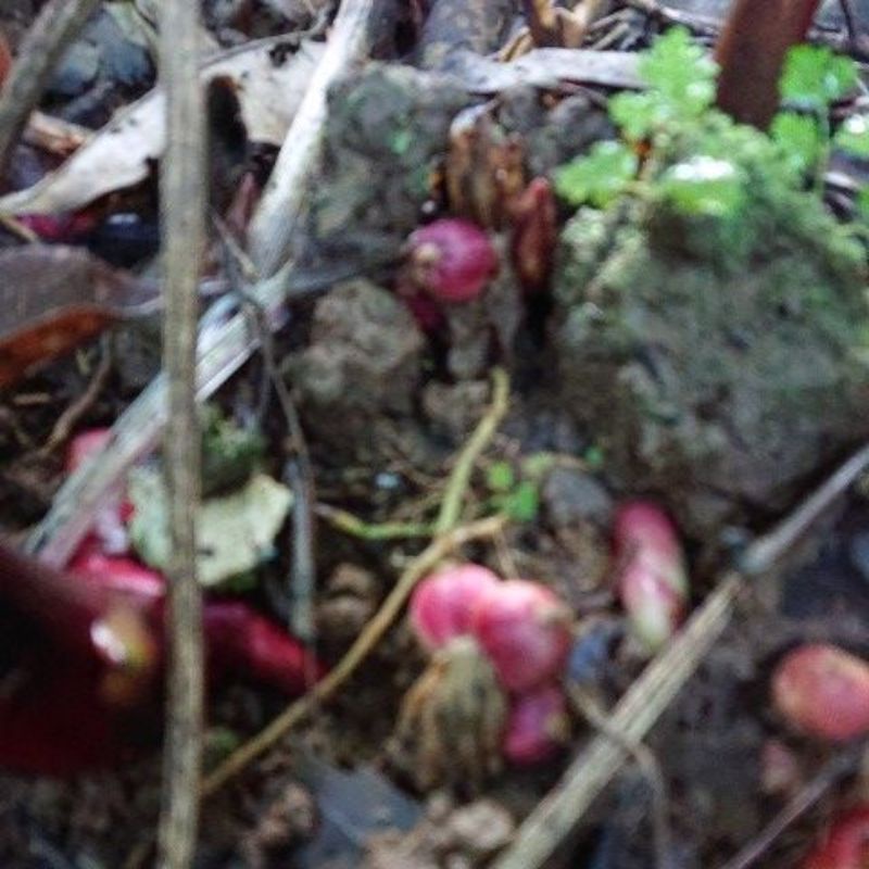 

kapulaga segar 500gr