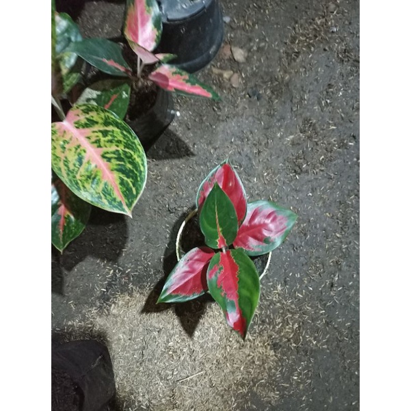 aglonema suksom merapi