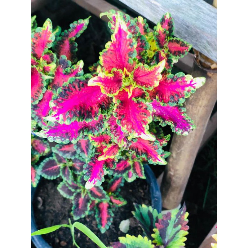 miana_unik/Miana_keren/Miana_langka/jawerkotok/coleus