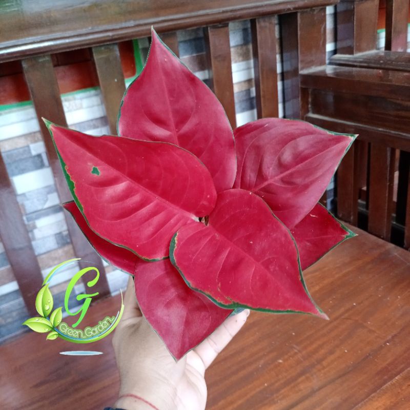 Tanaman Aglonema Suksom Jaipong Stang Pendek - Aglonema suksom